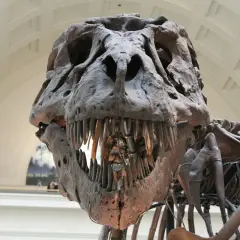Szkielet tyranozaura w muzeum przyrodniczym w Berlinie. Groźna paszcza z zębami, imponująca ekspozycja.
