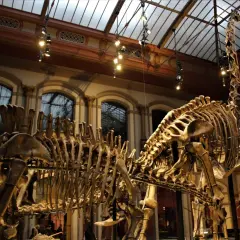 Szkielet dinozaura w berlińskim muzeum. Ogromne kości i żebra tworzą imponujący widok.