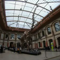 Muzeum sztuki naturalnej Berlin - Fascynujące zbiory i wystawy