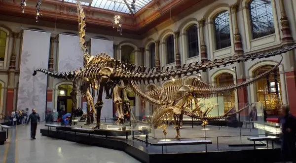 Szkielety dinozaurów w muzeum natury Berlin. Dwa ogromne szkielety dinozaurów, jeden z długą szyją, dominują w przestronnej sali.