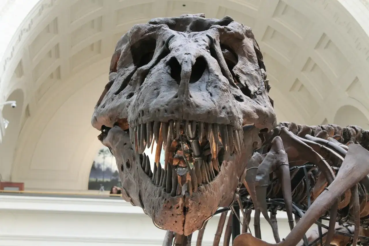 Szkielet tyranozaura w muzeum przyrodniczym w Berlinie. Potężna czaszka z ostrymi zębami budzi grozę.