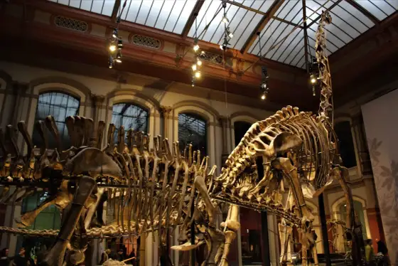 Muzeum Dinozaurów Berlin: Przewodnik i Praktyczne Wskazówki